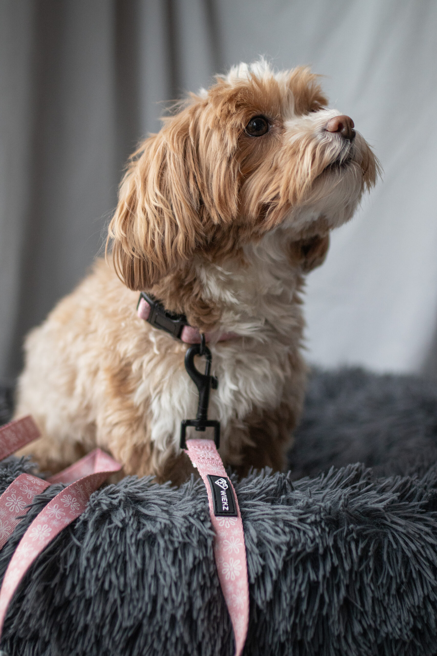 Bloom Bloom Paw riem